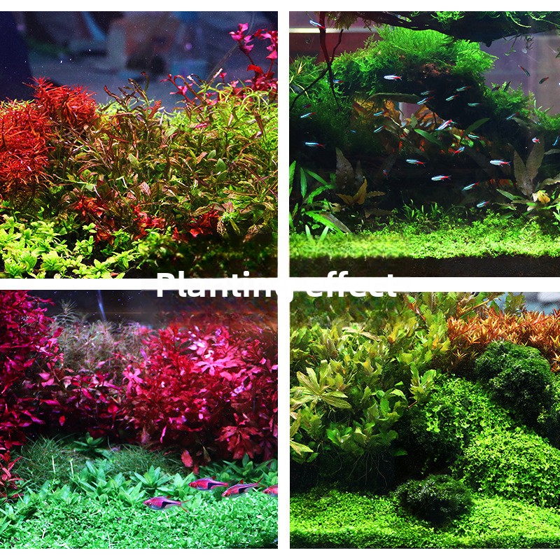 SYSENCIAGA Planted Aquarium Su - Aquarium Plant Gravel ulasan dan harga