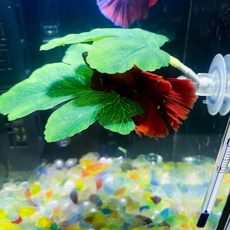 Betta Fish Leaf Hammock Aquari - Planted Aquarium Betta ulasan dan harga