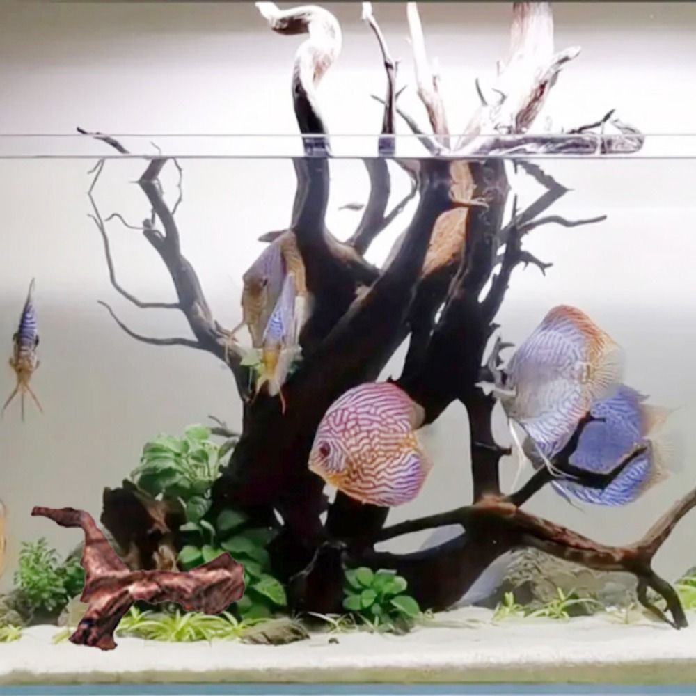 Creative Irregular Shape Coral - Aquarium Plant Design ulasan dan harga
