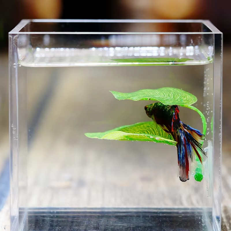 Betta Fish Rest Aquarium Leaf  - Planted Aquarium Betta ulasan dan harga