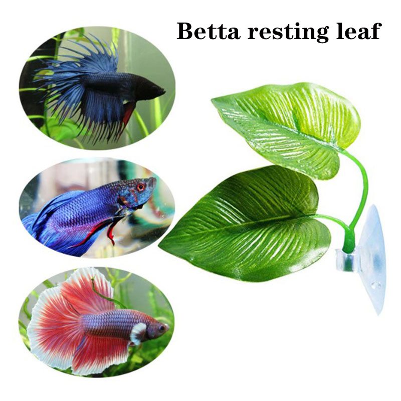 Betta Fish Rest Aquarium Leaf  - Planted Aquarium Betta ulasan dan harga