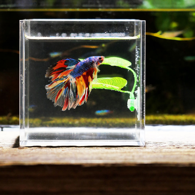 Betta Fish Rest Aquarium Leaf  - Planted Aquarium Betta ulasan dan harga