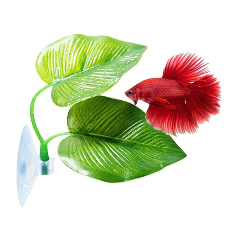 Betta Fish Rest Aquarium Leaf  - Planted Aquarium Betta ulasan dan harga