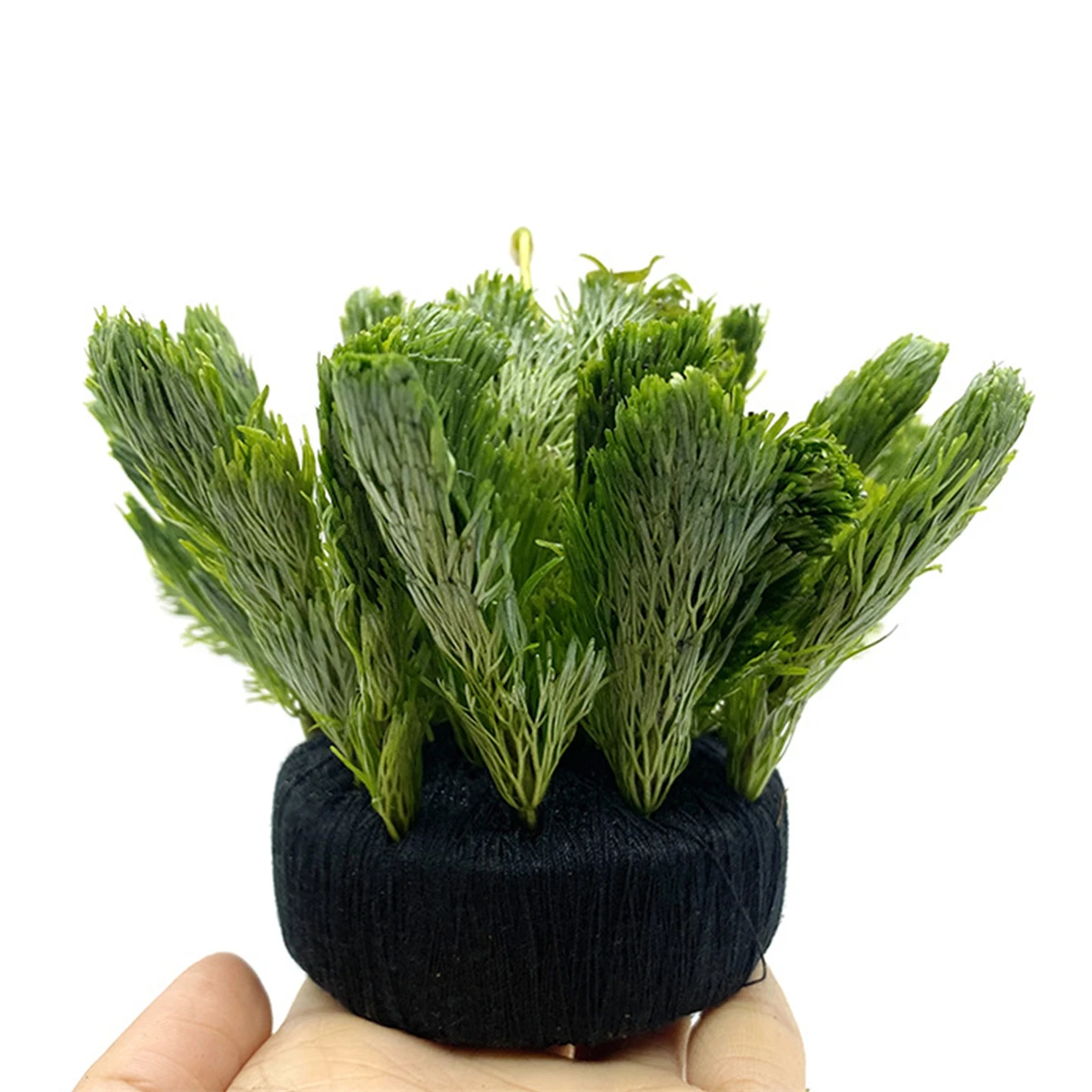5Pcs Black Fish Tank Water Gra - Aquarium Plant Design ulasan dan harga